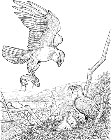 Eagle Catch A Fish For Its Baby Coloring Page